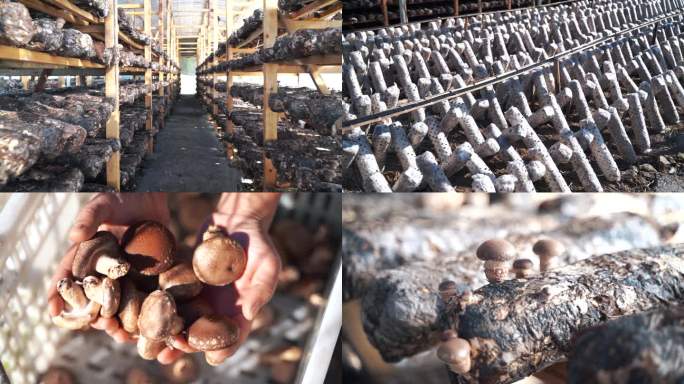 大棚菌菇种植基地人工种植蘑菇养殖