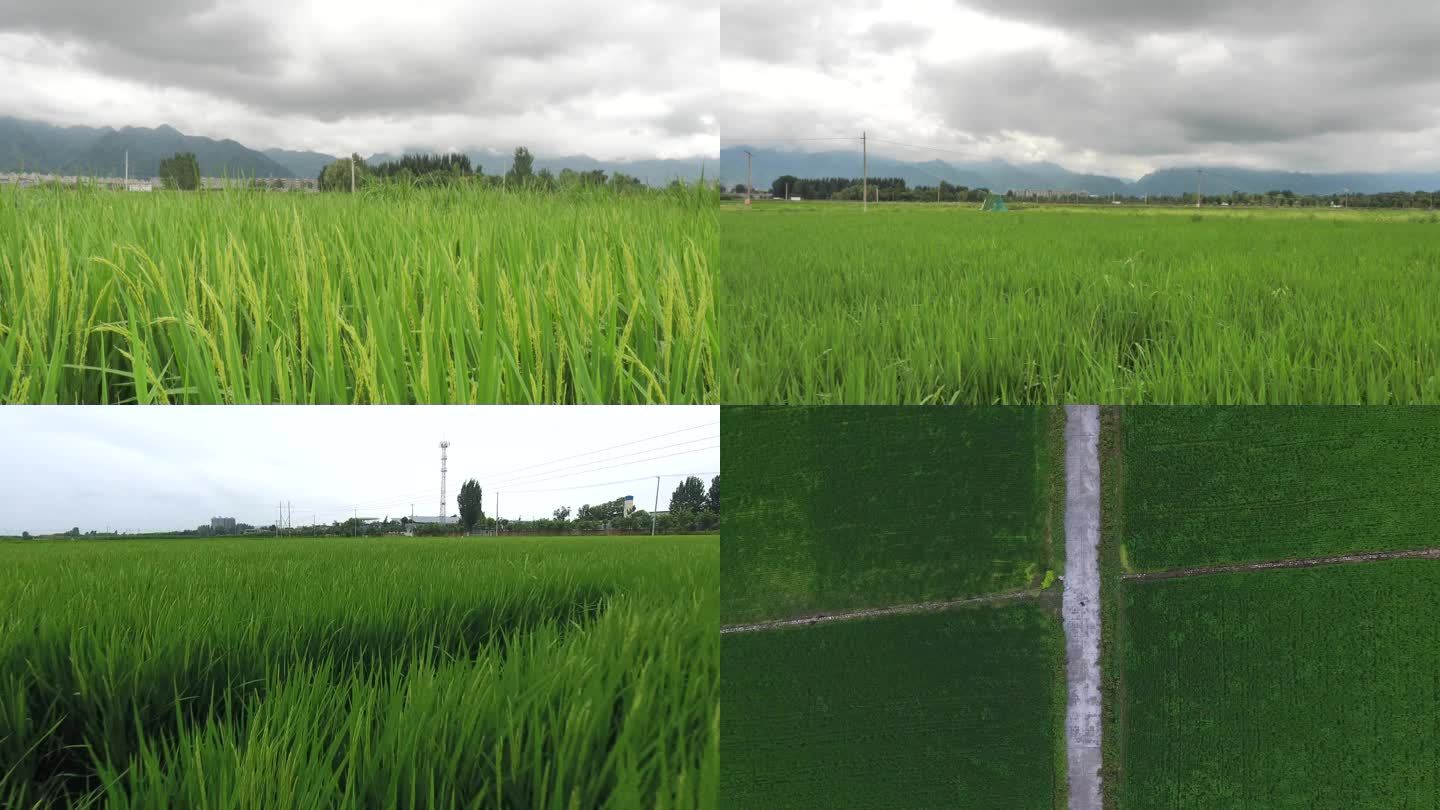 水稻 稻谷 大米 米饭 农业 粮食 稻田