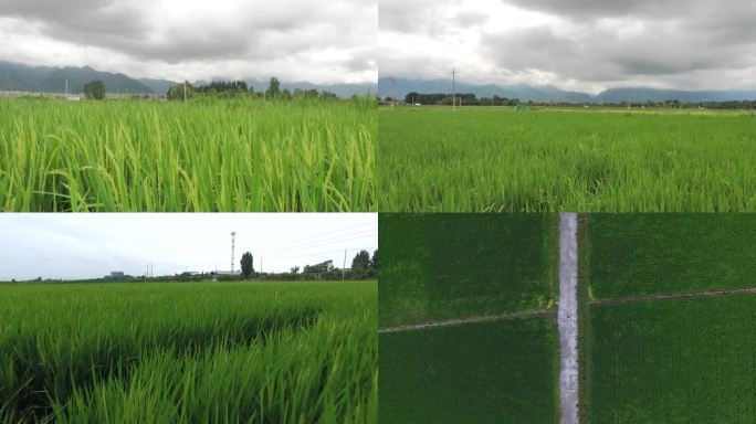 水稻 稻谷 大米 米饭 农业 粮食 稻田