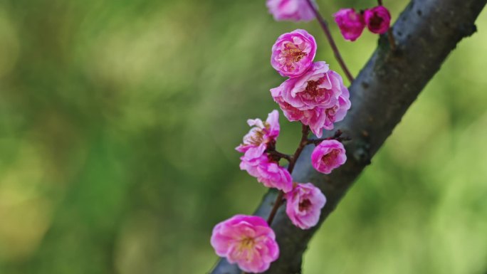 红莓花儿开