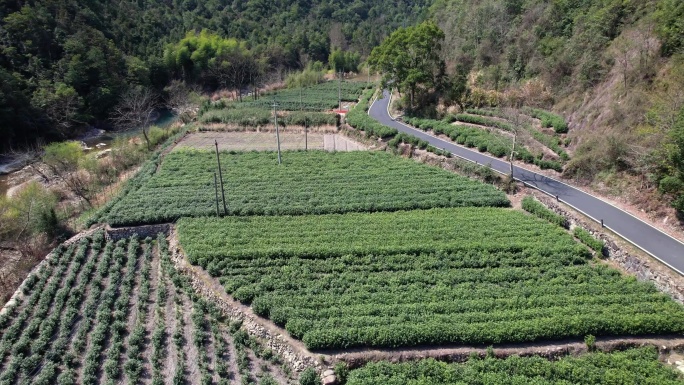 临海尤溪茶树茶叶茶园