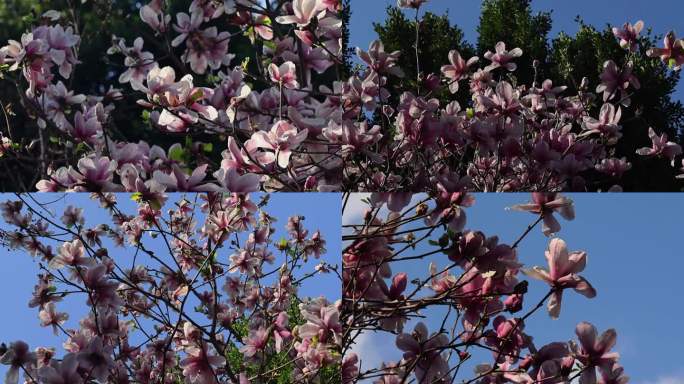 春天玉兰花树花朵花开