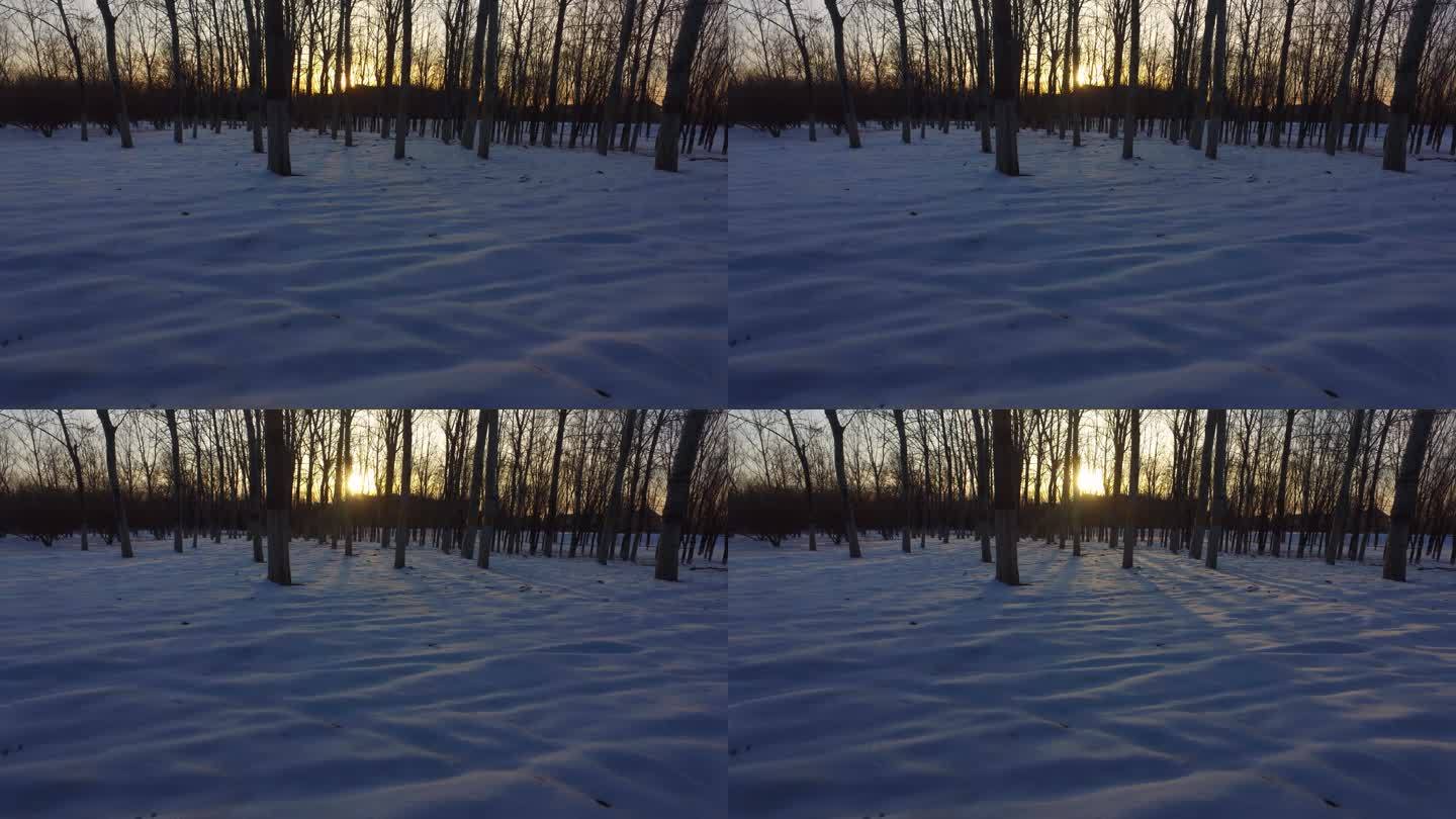 雪后初晴雪地日出冬天黎明阳光透过树林