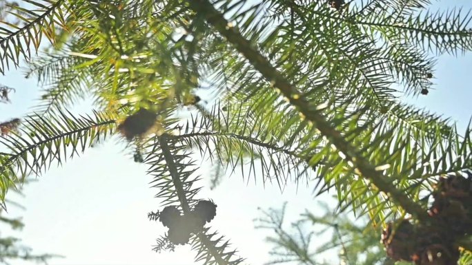 松子树，松子，阳光照射逆光