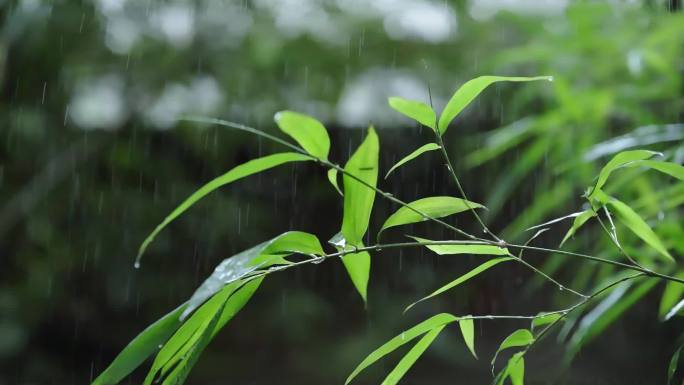 高清春雨禅意竹叶下雨雨滴雨水空镜头