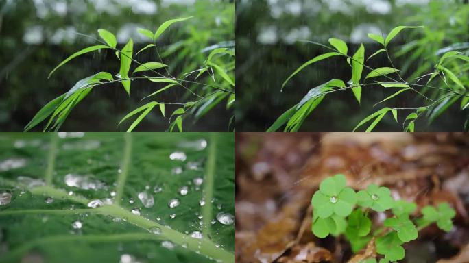 高清春雨禅意竹叶下雨雨滴雨水空镜头