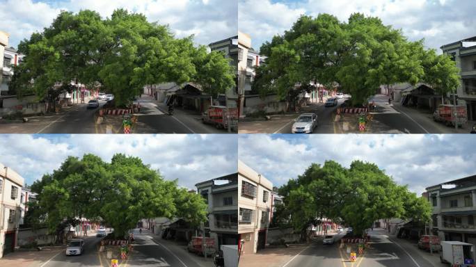 马路中间的一棵古树