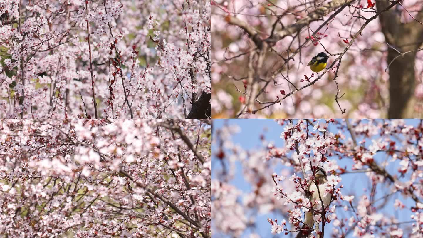 鸟语花香春天的小鸟鲜花