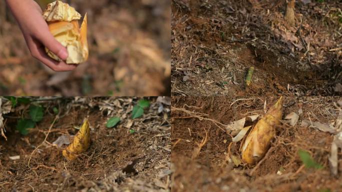 竹林挖冬笋，冬笋炒腊肉