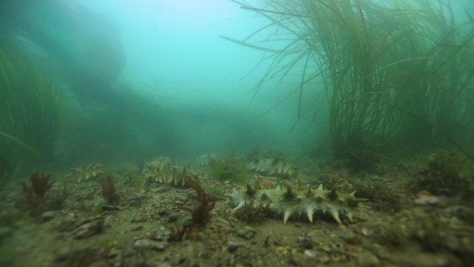 大连 海底潜拍 海参 海草 海带