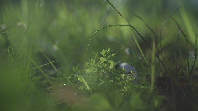 4K唯美阳光小草