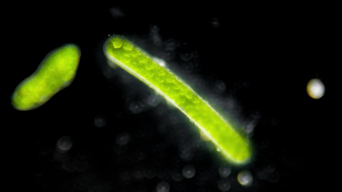 显微镜拍摄水棉细胞延时