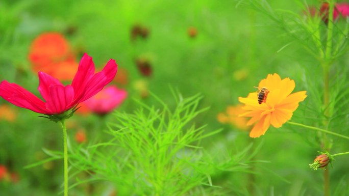 夏天蜜蜂在鲜花上采粉