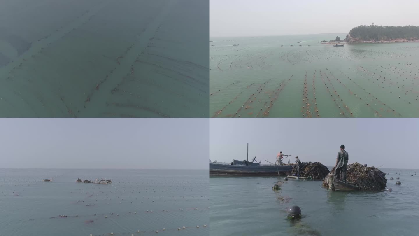 渔船收海带 俯拍 养殖场 海边航拍4K