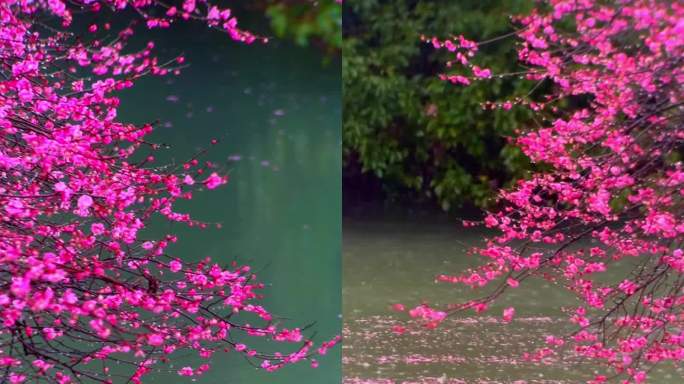 春雨中樱花梅花茶田竖屏