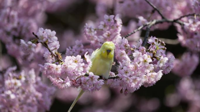 樱花与鸟