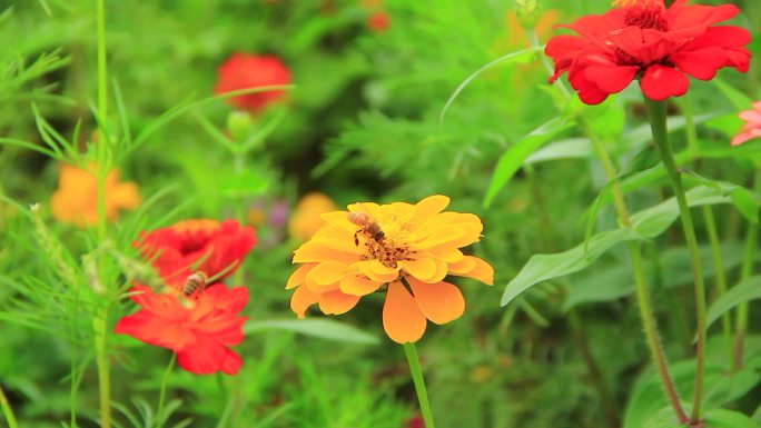 夏天蜜蜂在鲜花上采粉