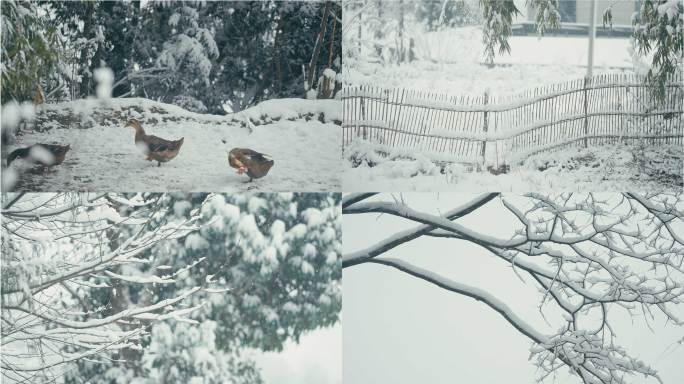 乡村冬天下雪实拍视频合集