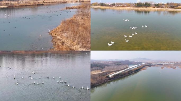 【原创4K】冬季天鹅飞鸟湿地自然生态