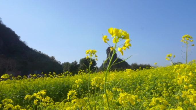 油菜花田，蜜蜂采蜜，风吹花田