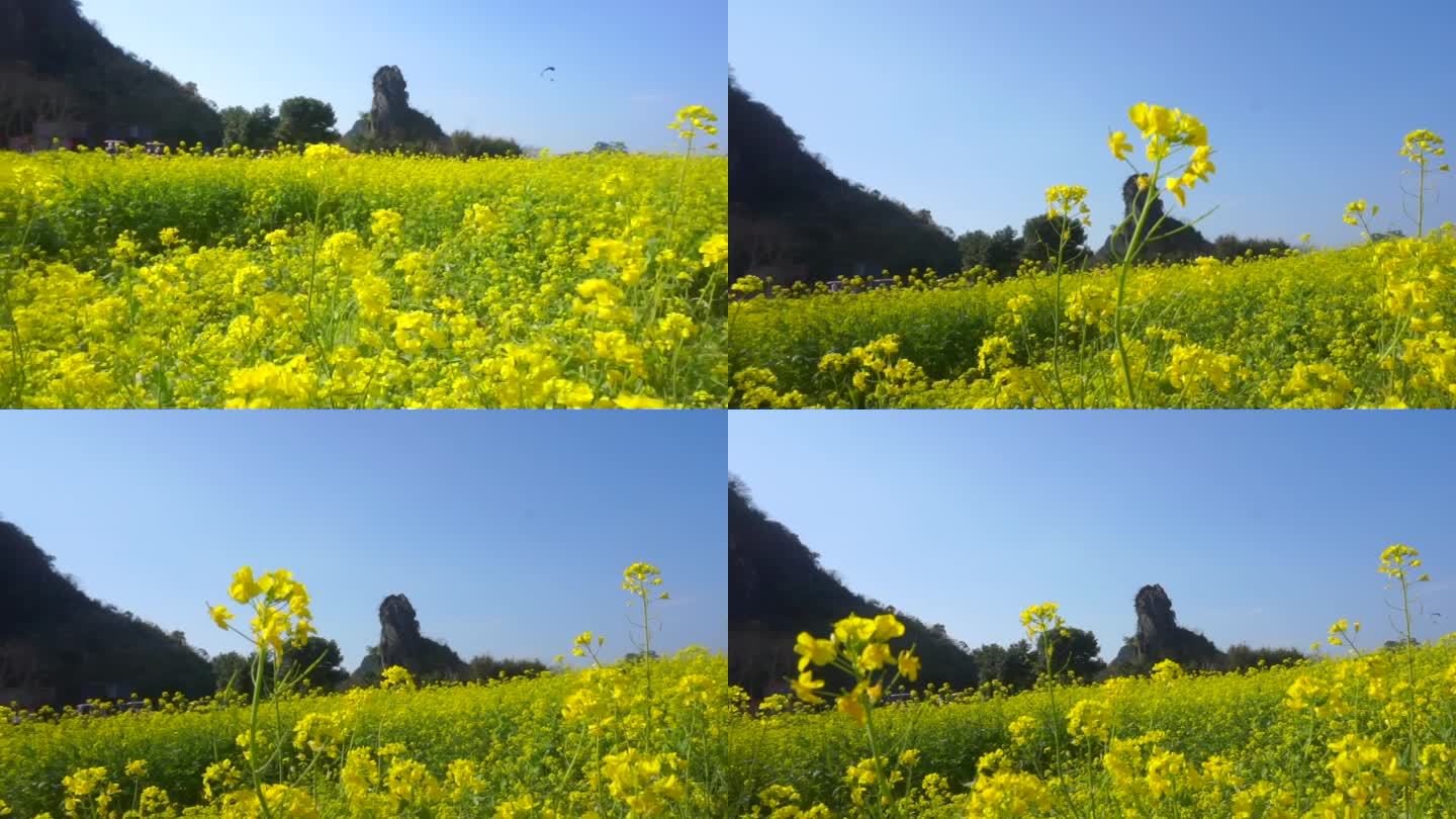 油菜花田，蜜蜂采蜜，风吹花田