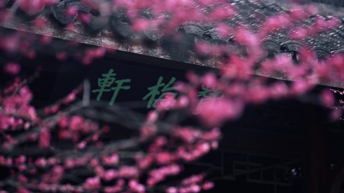 杭州植物园灵峰探梅