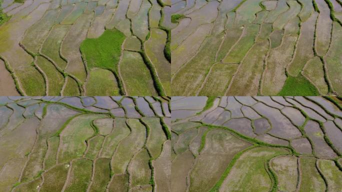 小美丽的绿藻池塘稻田种植传统的当地人农业技术秧苗水稻种植收获由当地人家庭在伊朗工业工作