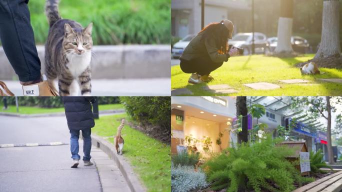 流浪猫粘人