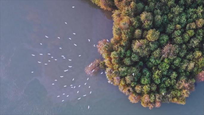 珠海斗门安成围白鹭栖息地