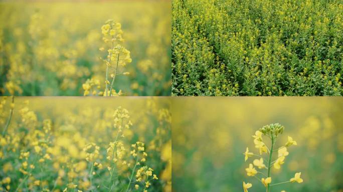 油菜花种植