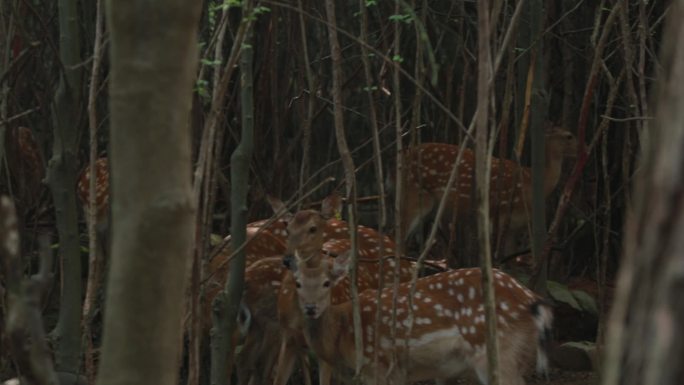 中药材鹿鹿茸鹿角