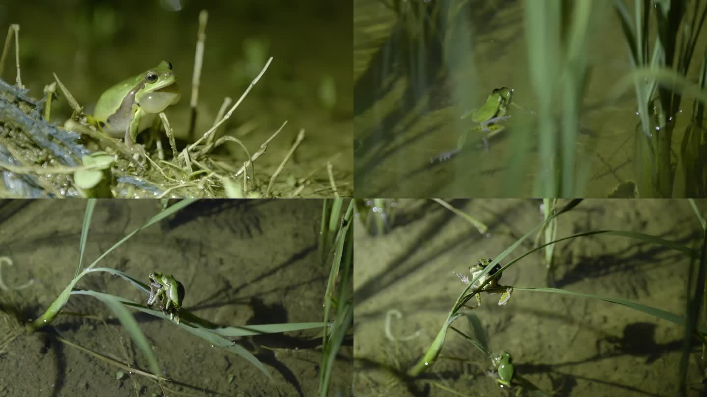 华西雨蛙 求偶 繁殖 高黎贡 蛙鸣 稻田