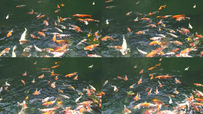 绿水池塘里的金鱼和锦鲤。锦锦鲤是阿穆尔鲤鱼(Cyprinus rubrofuscus)的彩色品种，用