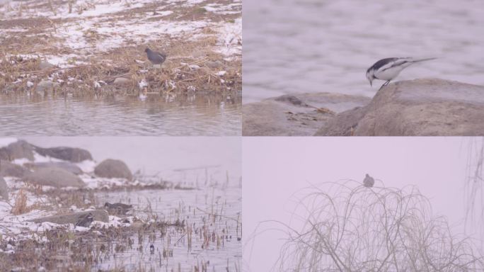 下雪中的湿地水鸟高清视频