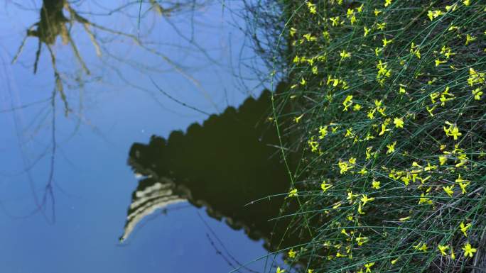 古典园林南京瞻园庭院池塘屋檐倒影和迎春花