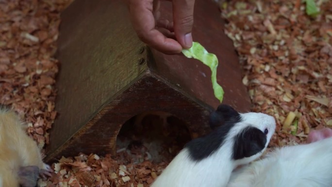 宠物主人手里拿着一块新鲜的蔬菜，喂着一群圈养的各种品种的家养豚鼠，手持动作近距离拍摄。