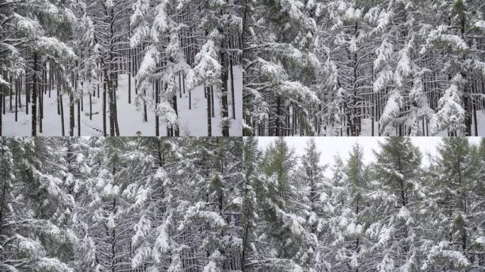 森林雪景