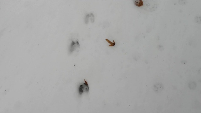 山间小溪的雪地上留下了鹿的痕迹