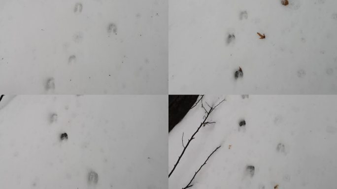 山间小溪的雪地上留下了鹿的痕迹