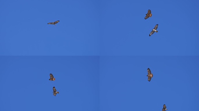 幼红尾鹰和成年红尾鹰一起在天空中飞翔