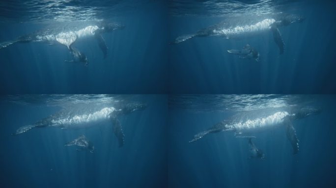 座头鲸妈妈浮在水面上，小鲸在下面嬉戏，慢动作