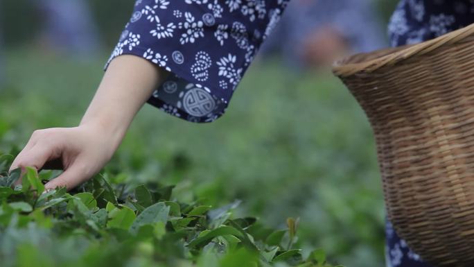 日照绿茶采茶春茶泡茶