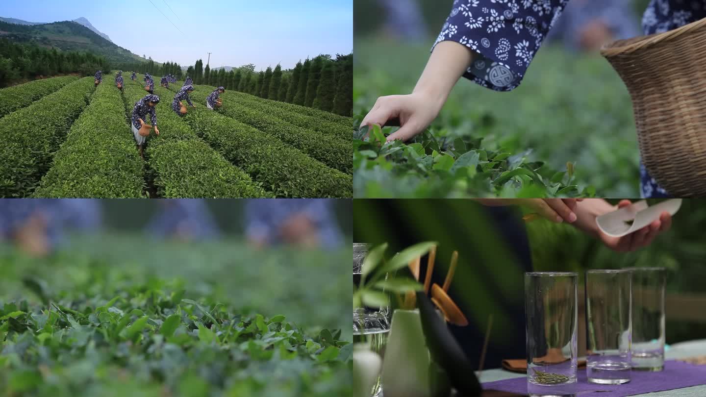 日照绿茶采茶春茶泡茶