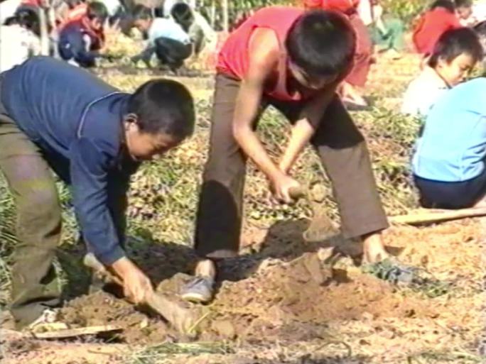 7080年代 学校校园拔草 除草打扫卫生