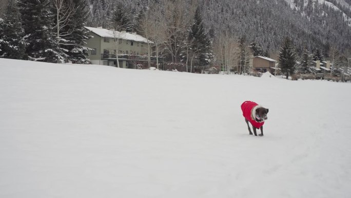 德国短毛猎犬穿着冬衣在寒冷的雪地上奔跑，慢动作