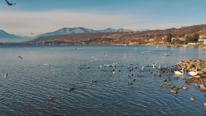湖上有许多种鸟。山的背景。阳光明媚的天气。