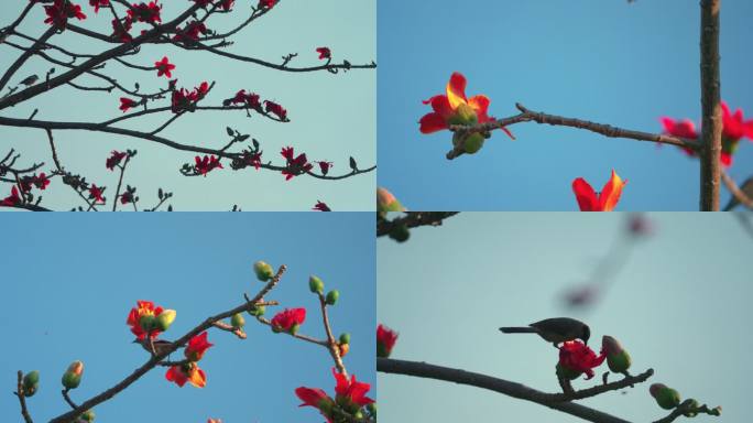 花鸟春天-慢镜头