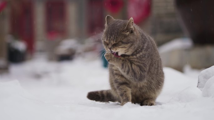 可爱猫咪大雪中洗脸