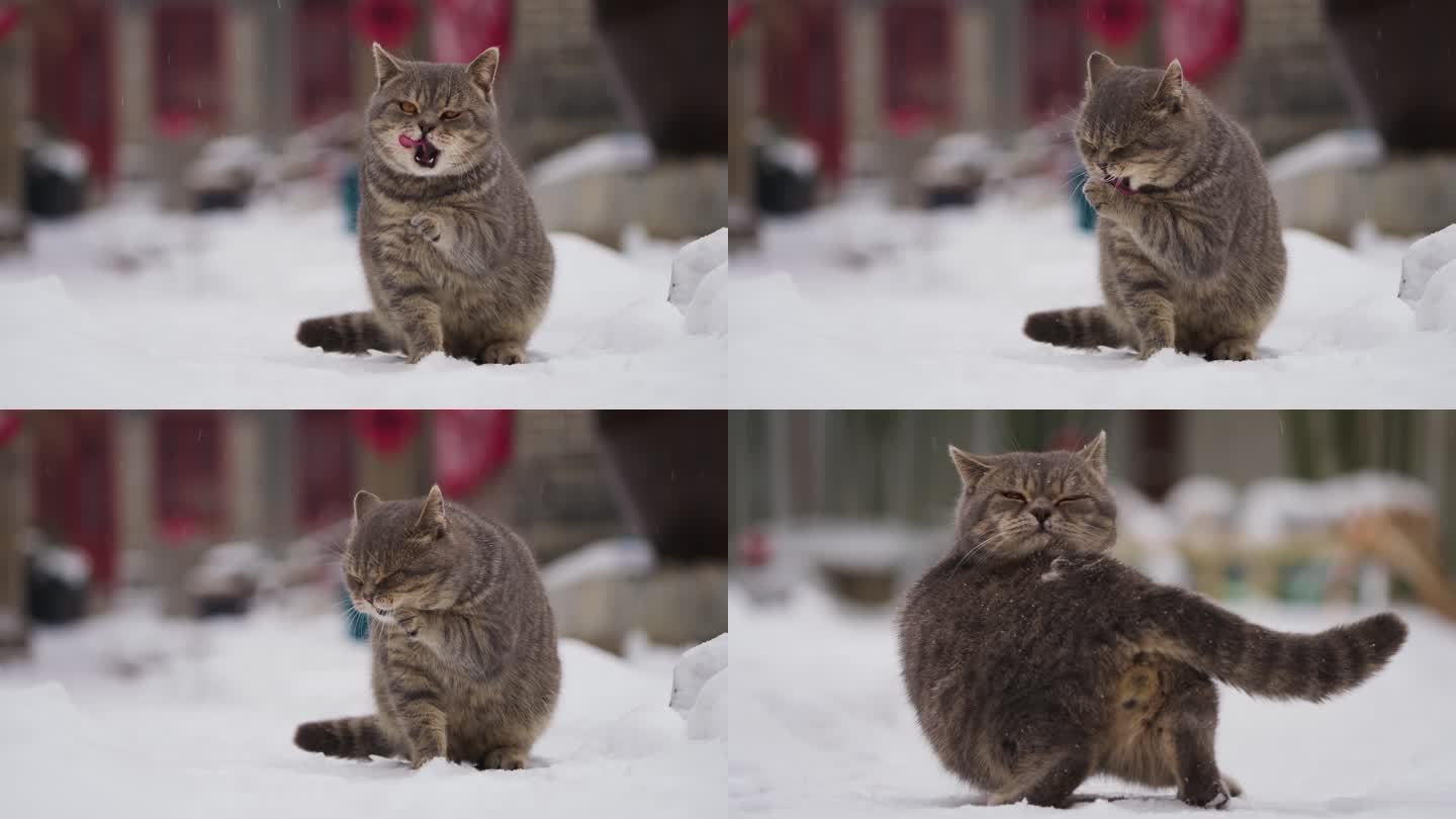 可爱猫咪大雪中洗脸