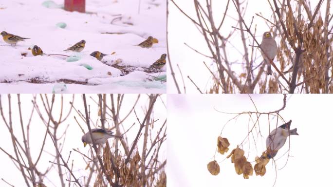 西安下雪天大明宫燕雀超高清实拍视频